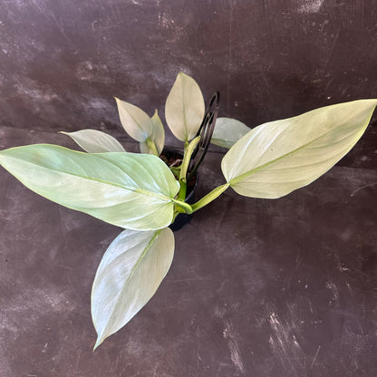 Philodendron Silver Sword 130mm