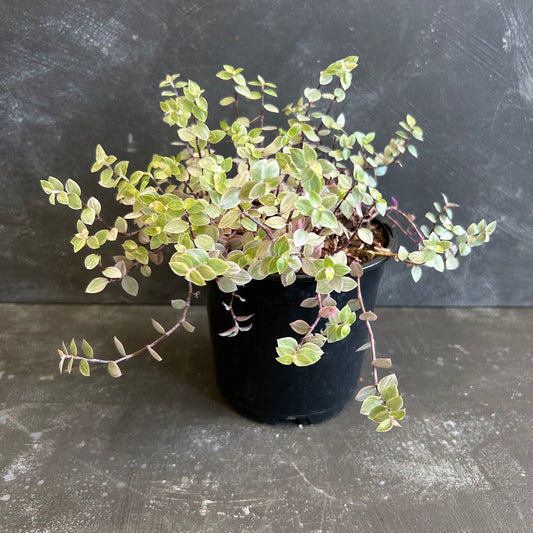 Callisia Repens Pink Lady 130mm