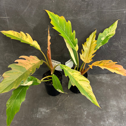 Philodendron Caramel Marble 125mm