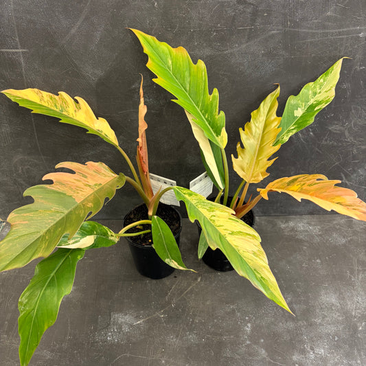 Philodendron Caramel Marble 125mm