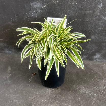 Monstera Laniata Variegated 125mm