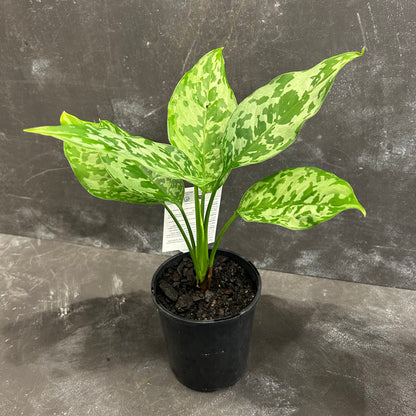 Aglaonema Painted Princess 125mm