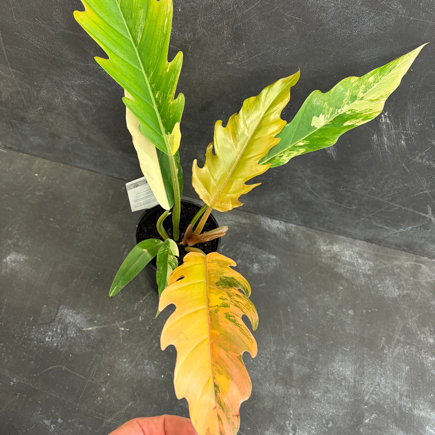 Philodendron Caramel Marble 125mm