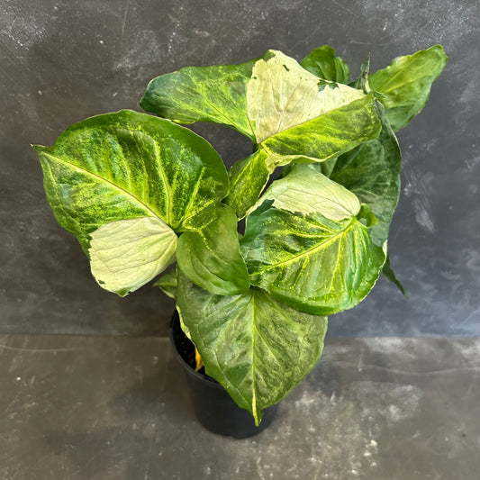 Syngonium Purple Butterfly 125mm