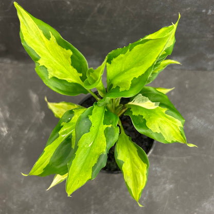 Aglaonema Shingii 125mm