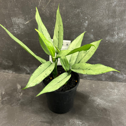 Aglaonema Patricia 125mm