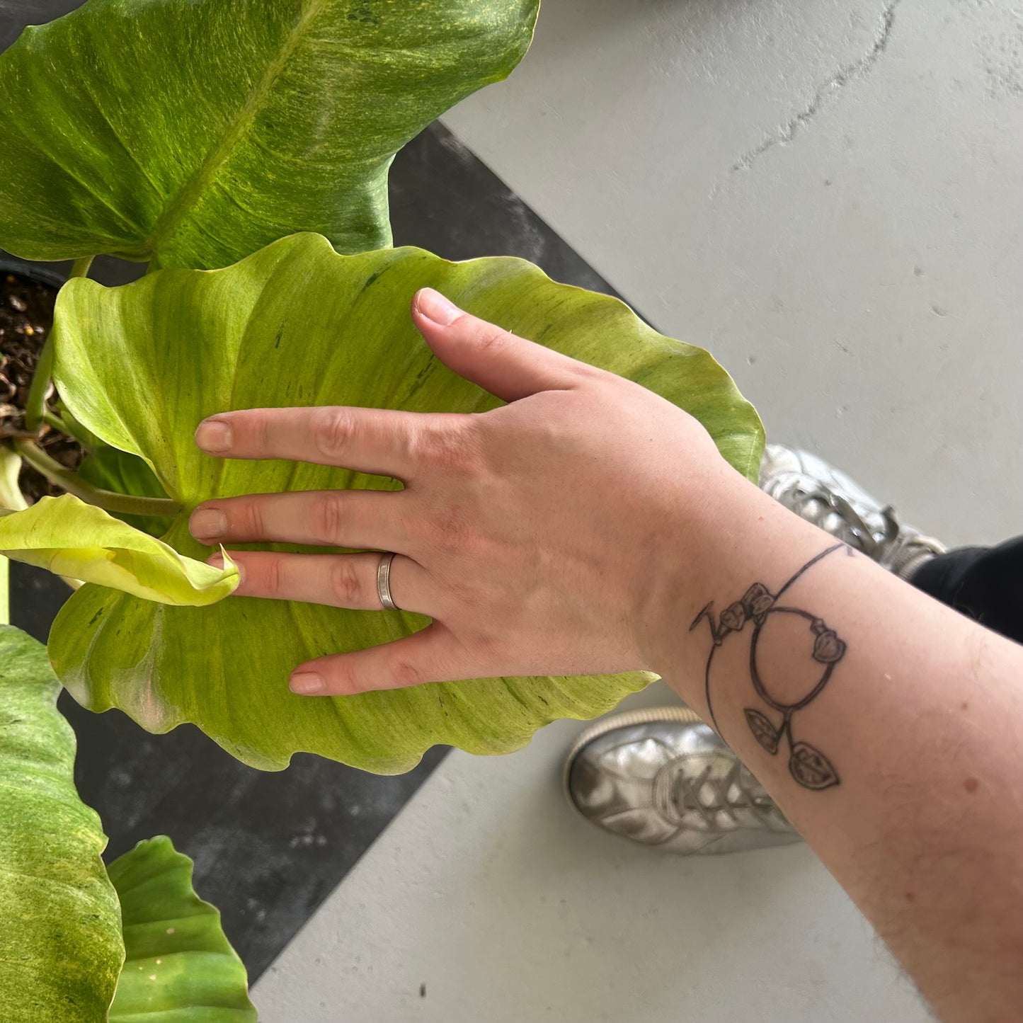 Philodendron Snowdrift 180mm