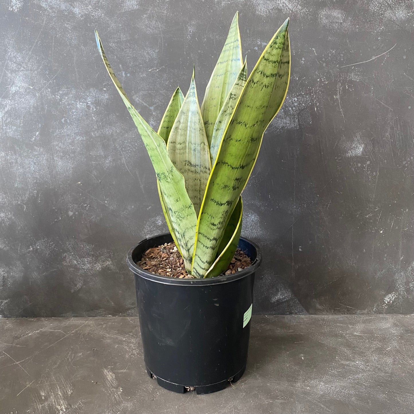Sansevieria Snow 200mm