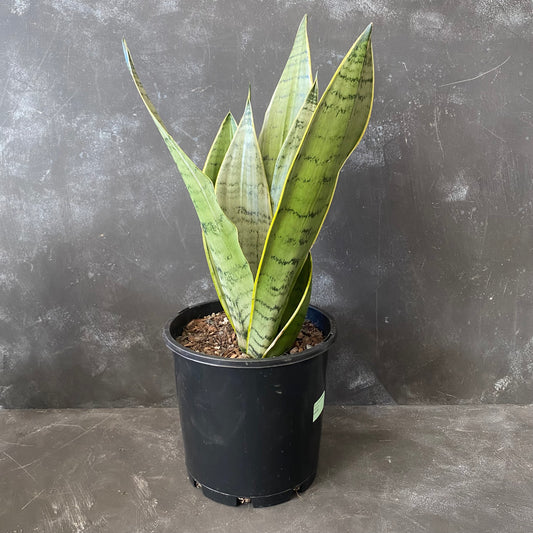 Sansevieria Snow 200mm