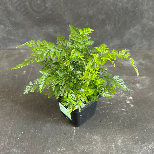 Rabbits Foot Fern 70mm