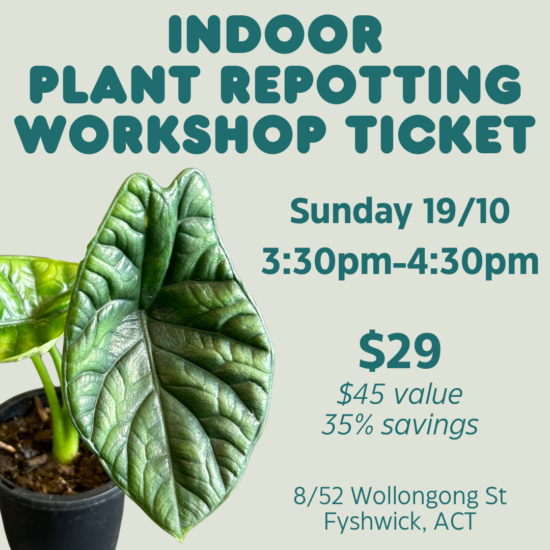Indoor Plant Repotting Workshop Ticket - 19/10