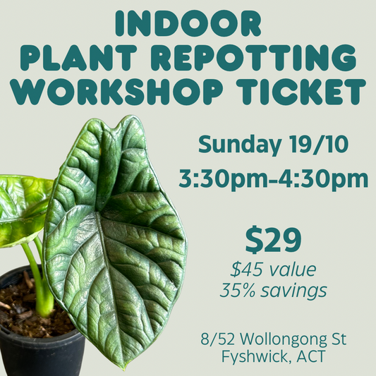 Indoor Plant Repotting Workshop Ticket - 19/10