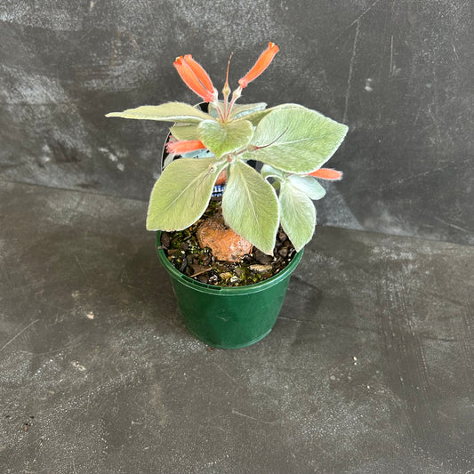 Assorted Sinningia 10cm