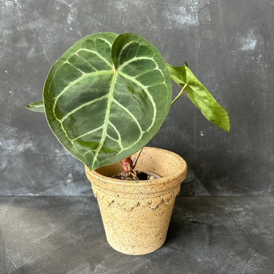 Castle Pot by Nipots 16cm