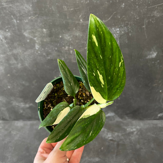 Monstera Standleyana Variegated 140mm