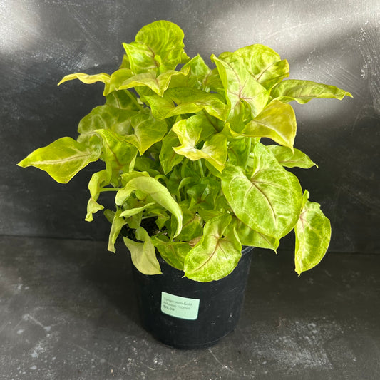 Syngonium Gold Allusion 130mm