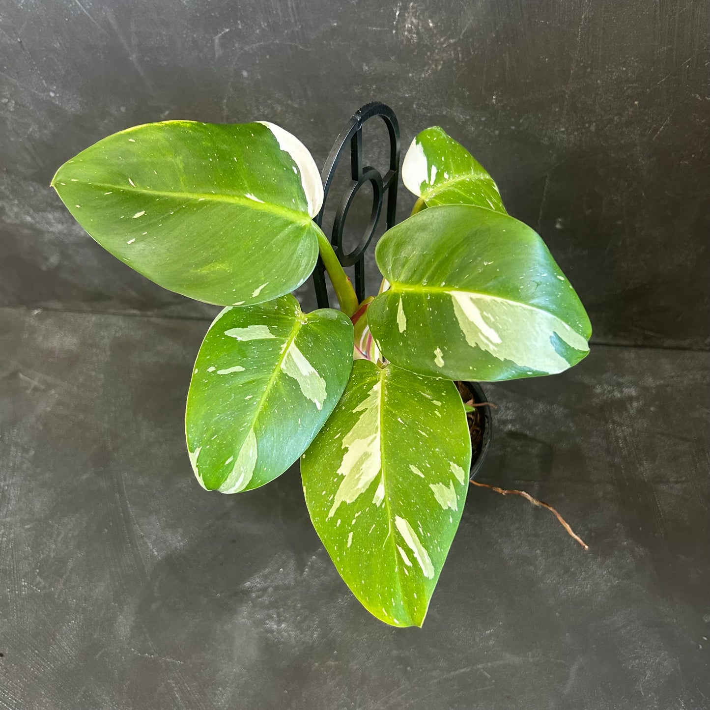 Philodendron White Princess 130mm