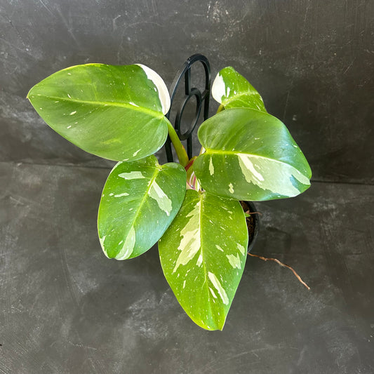 Philodendron White Princess 130mm