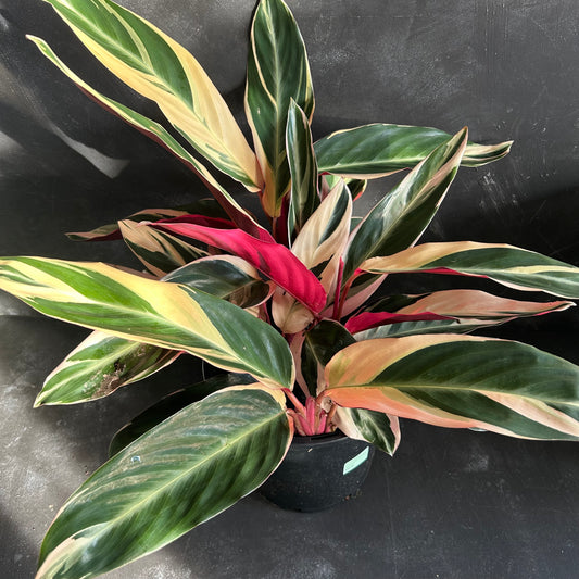 Stromanthe Sanguinea Tricolour 200mm