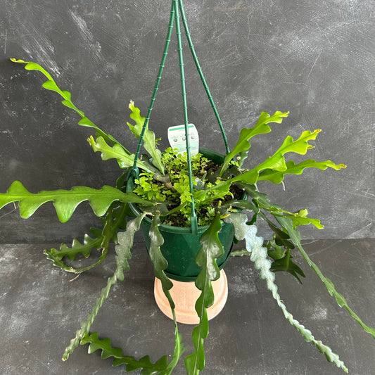 ZigZag Cactus 170mm