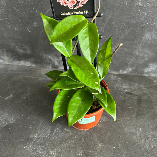 Hoya Carnosa 'Pink Flower' 100mm