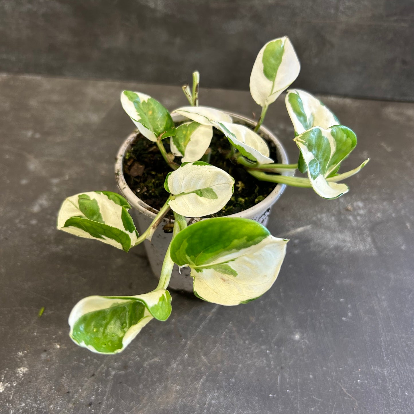 Snow Queen Pothos 105mm
