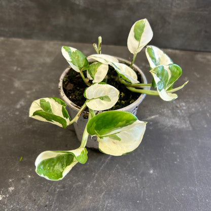 Snow Queen Pothos 105mm