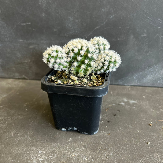 Arizona Snow Cap 70mm