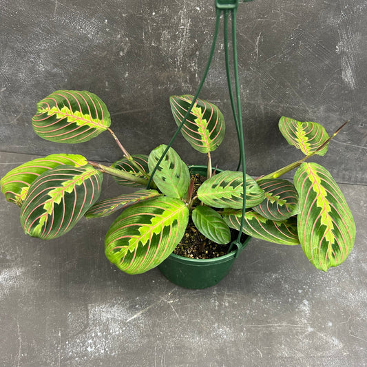 Maranta Erythroneura Red Vein 140mm