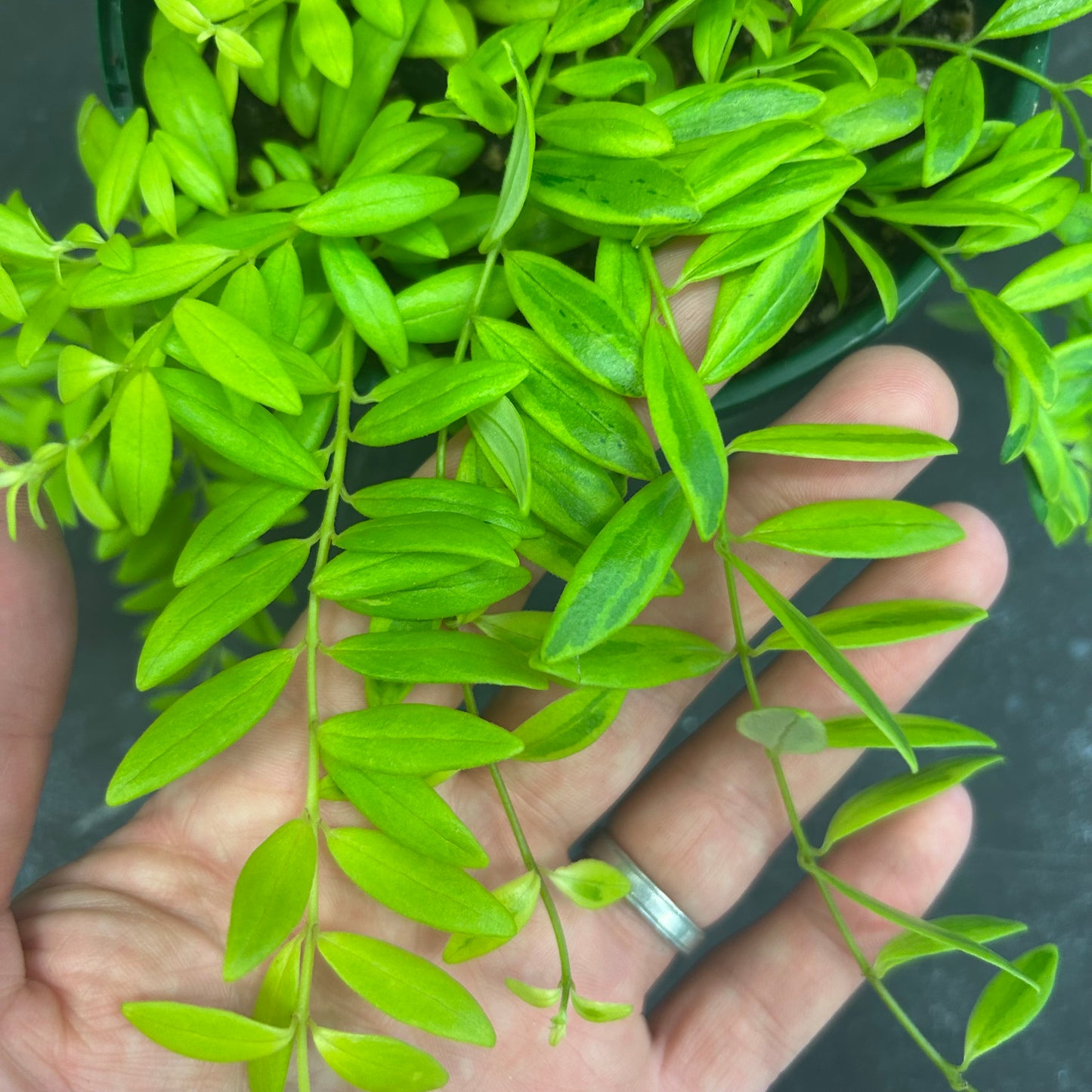 Variegated Lipstick Plant 140mm SECRET SALE!