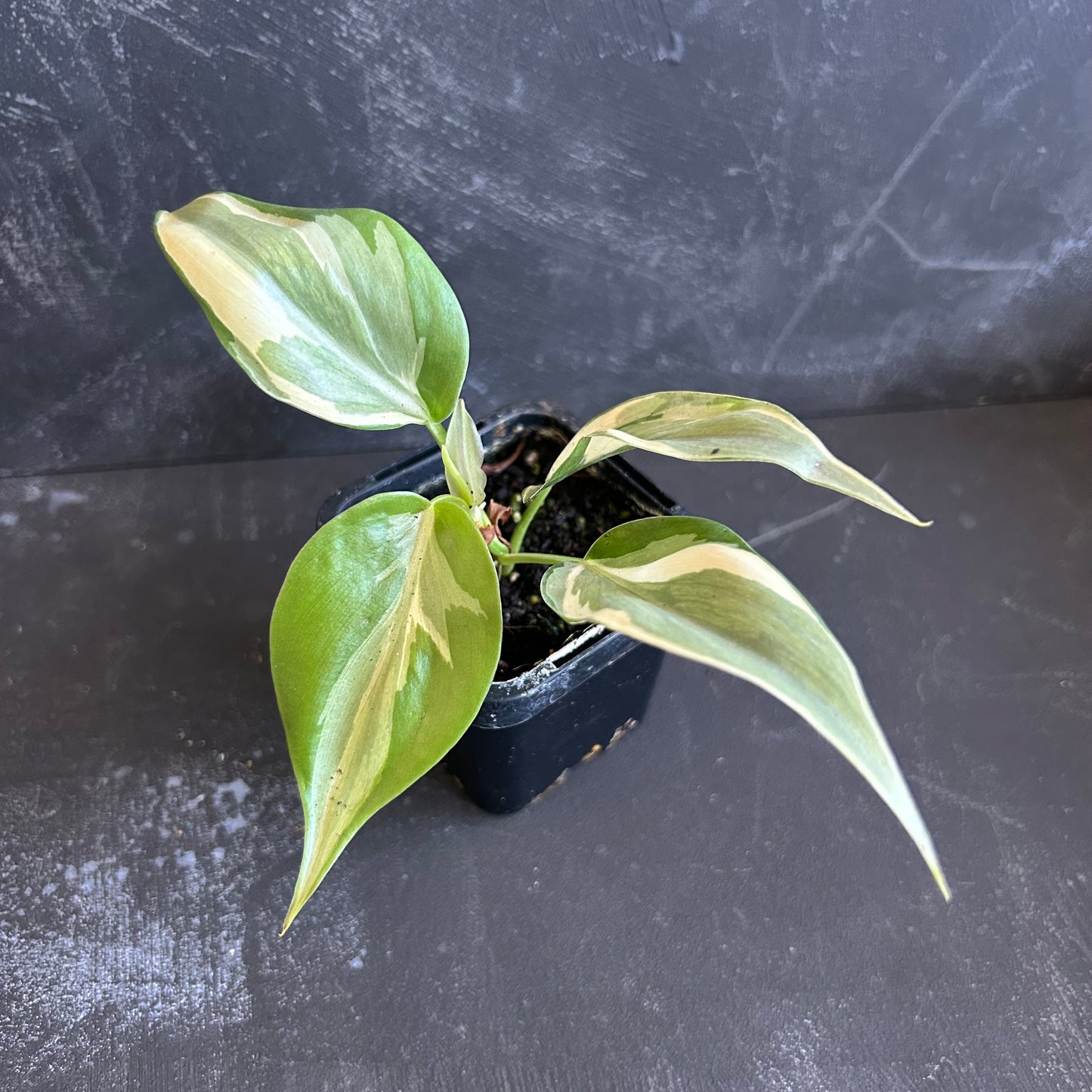 Philodendron Hederaceum Rio 70mm