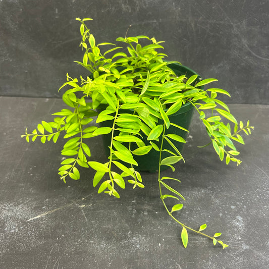 Variegated Lipstick Plant 140mm