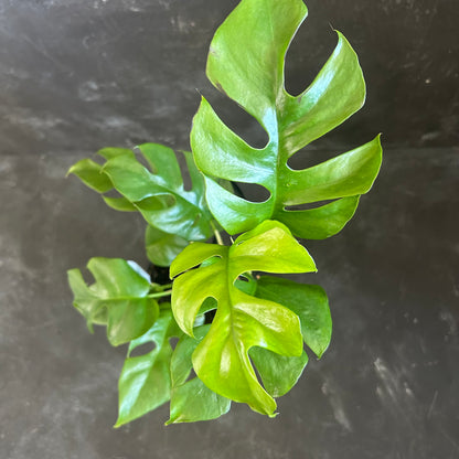 Rhaphidophora Tetrasperma 130mm