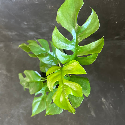 Rhaphidophora Tetrasperma 130mm