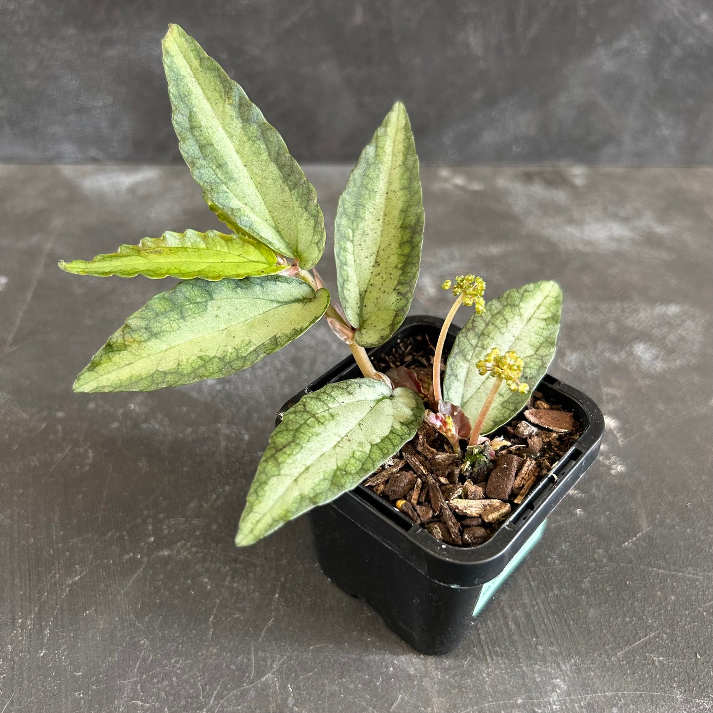 Pellionia Repens 70mm