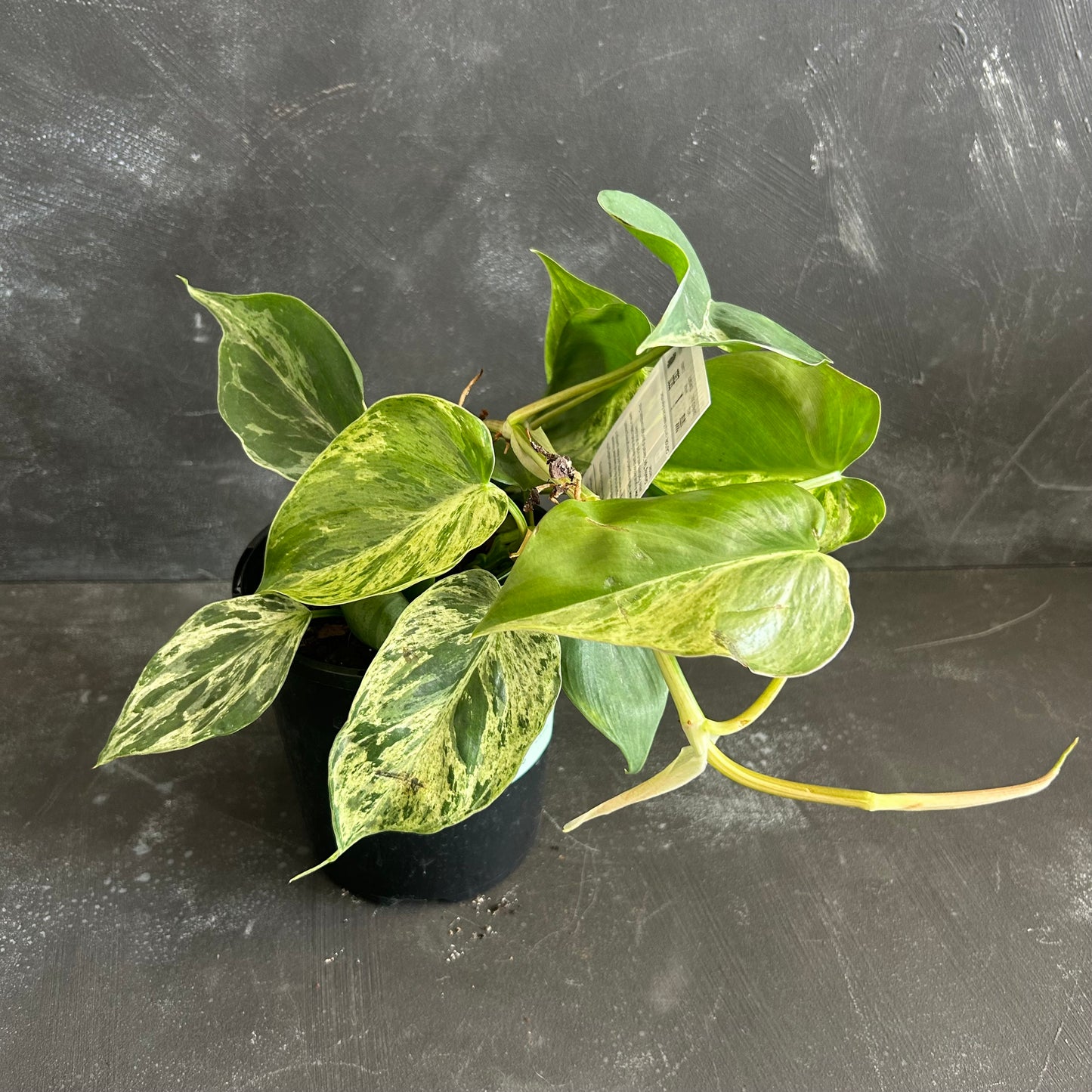 Philodendron Hederaceum Variegata 125mm