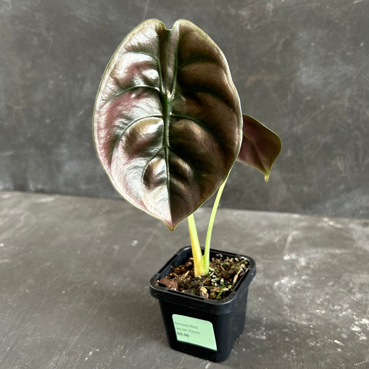 Alocasia Red Secret 70mm
