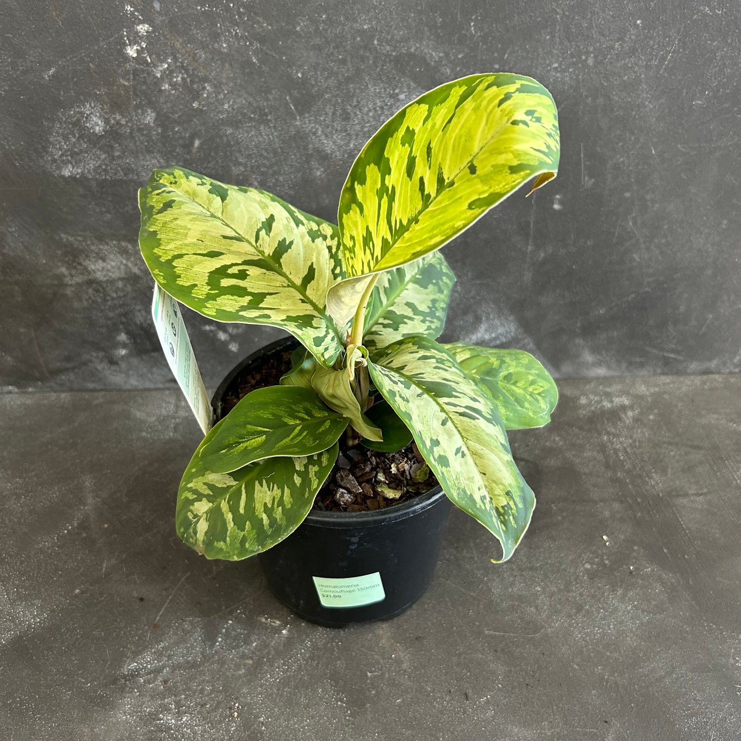 Homalomena Camouflage 130mm - Secret Sale!