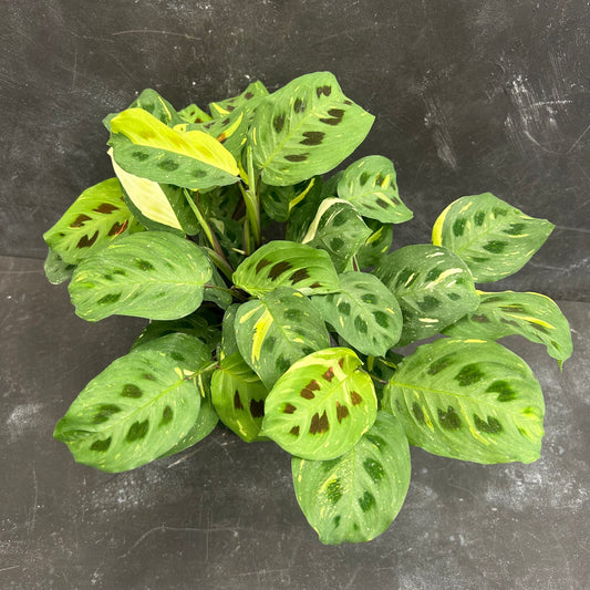Maranta Kerchoveana Variegated 140mm
