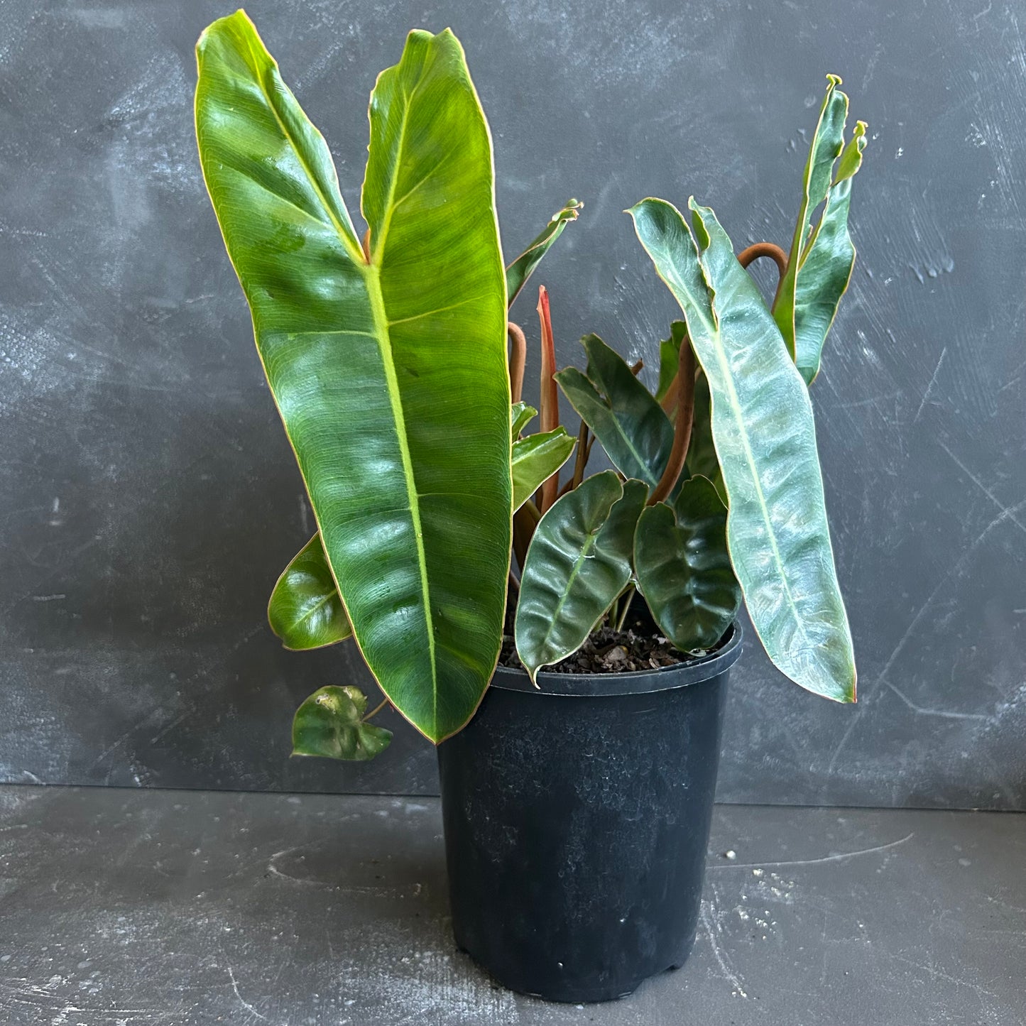 Philodendron Billietiae 125mm