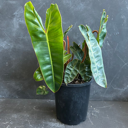 Philodendron Billietiae 125mm