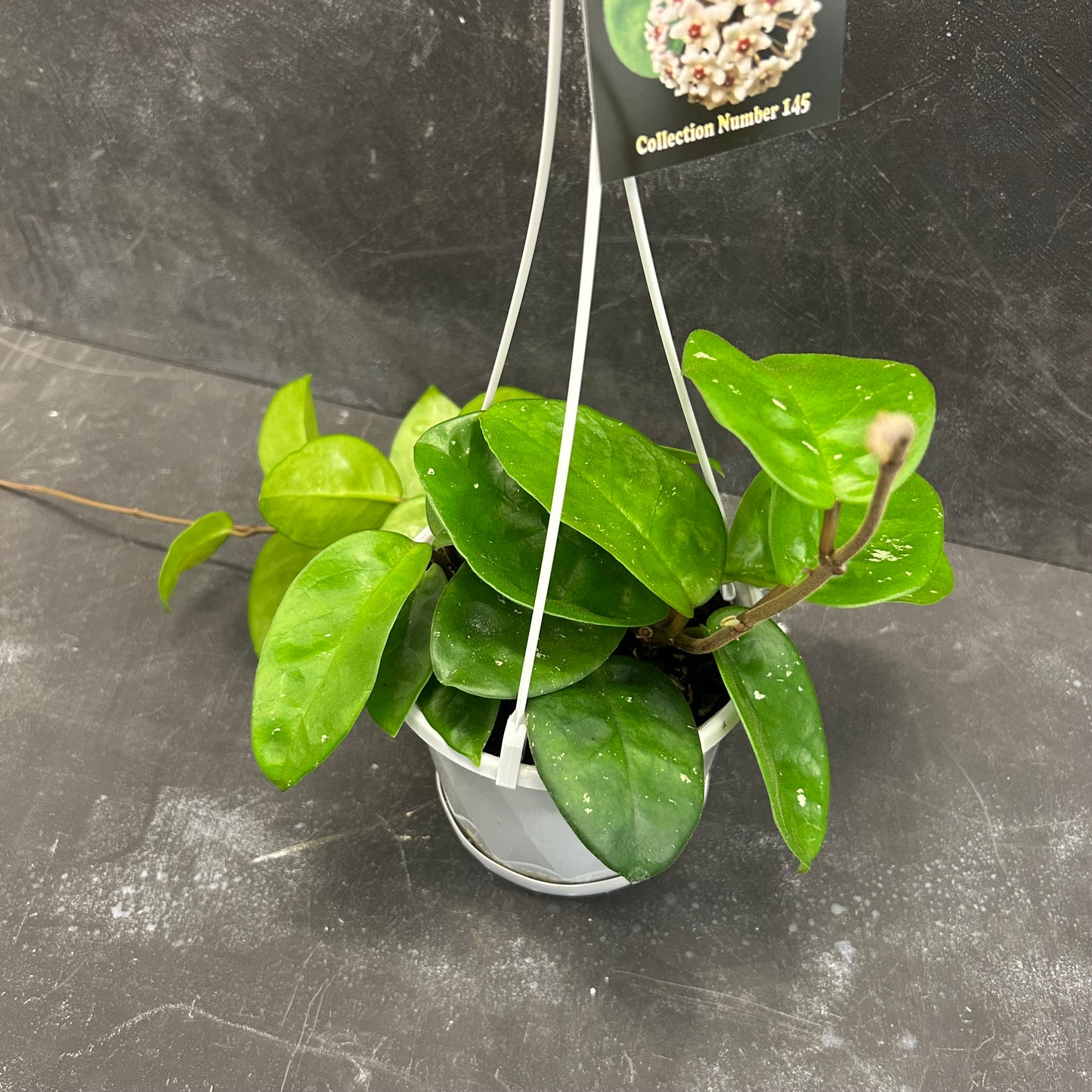 Hoya Krinkle Giant 130mm