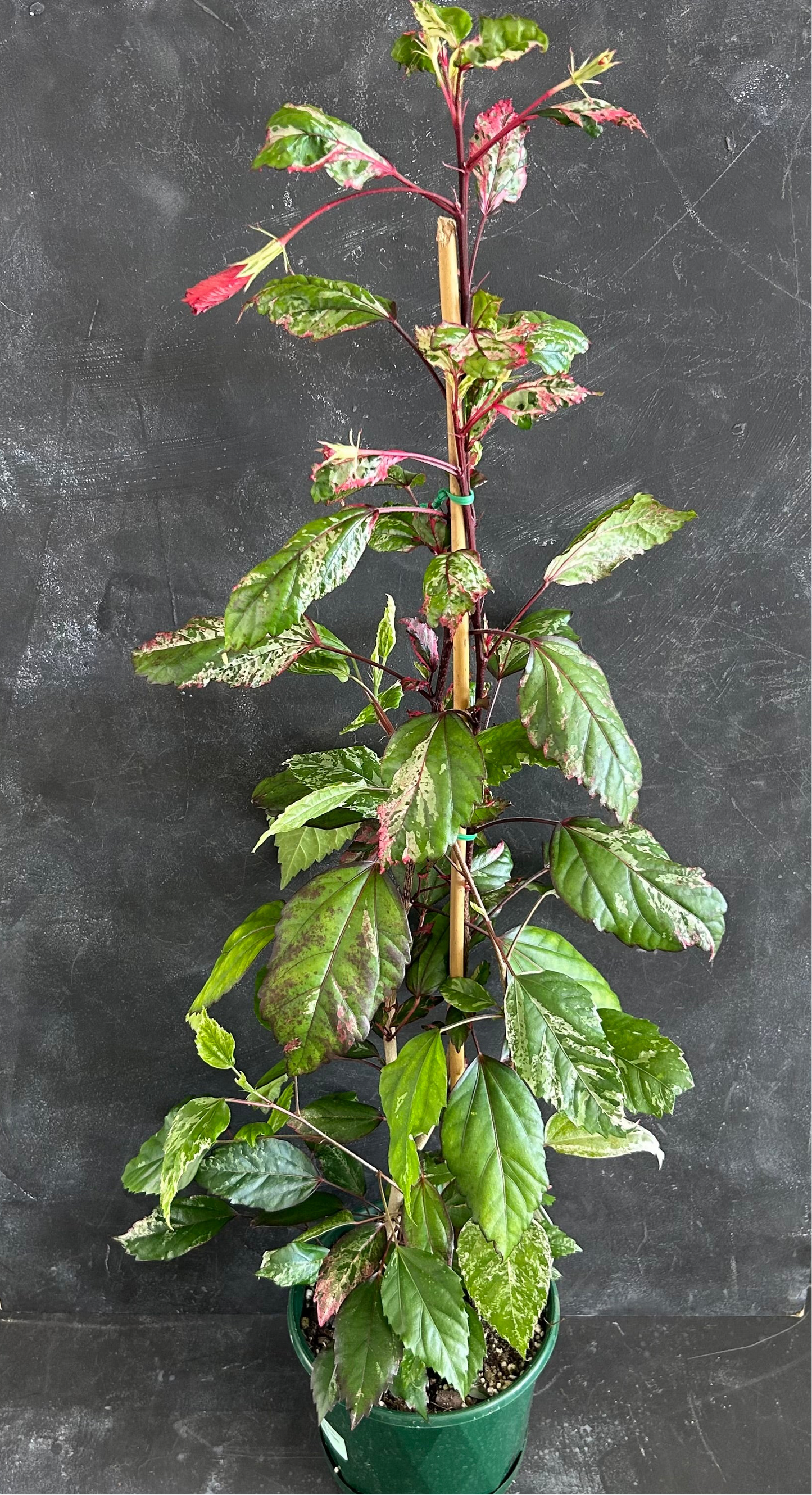 Hibiscus Rosa-Sinensis Cooperi 175mm