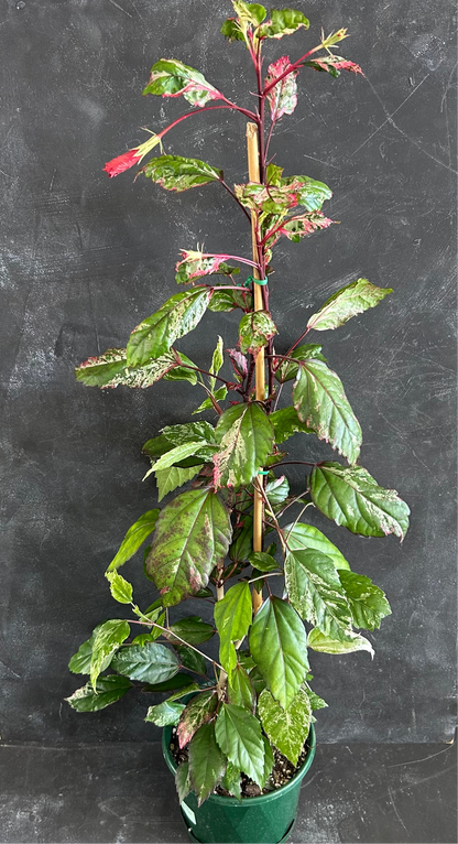 Hibiscus Rosa-Sinensis Cooperi 175mm