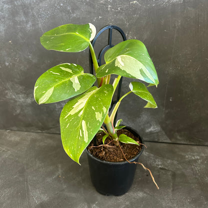 Philodendron White Princess 130mm