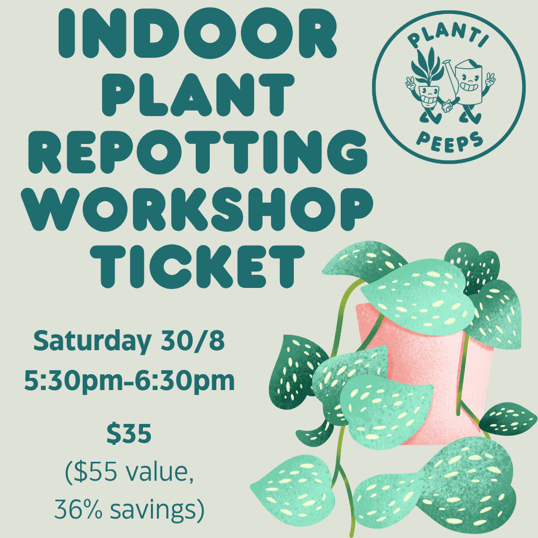 Indoor Plant Repotting Workshop Ticket - 30/8