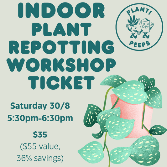 Indoor Plant Repotting Workshop Ticket - 30/8