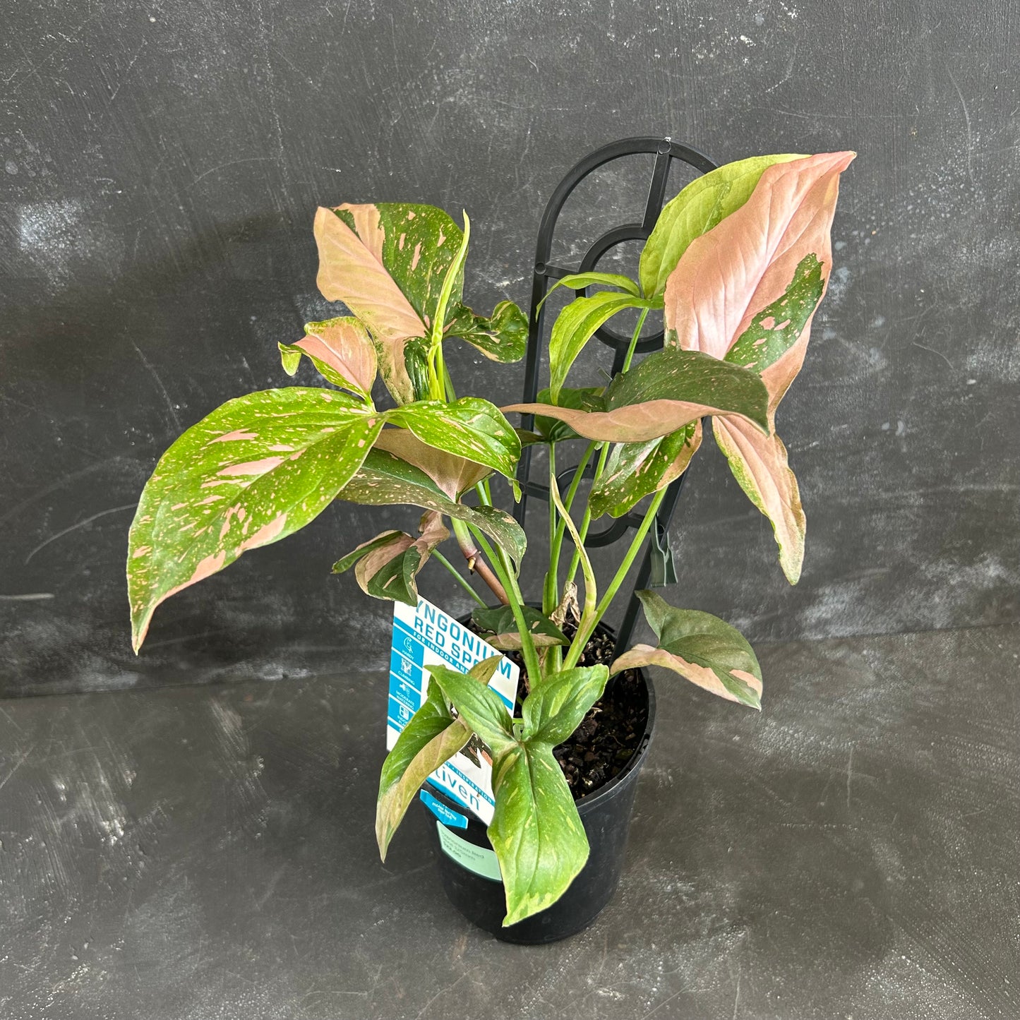 Syngonium Red Spot 125mm