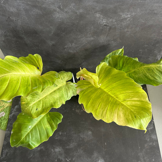 Philodendron Snowdrift 180mm