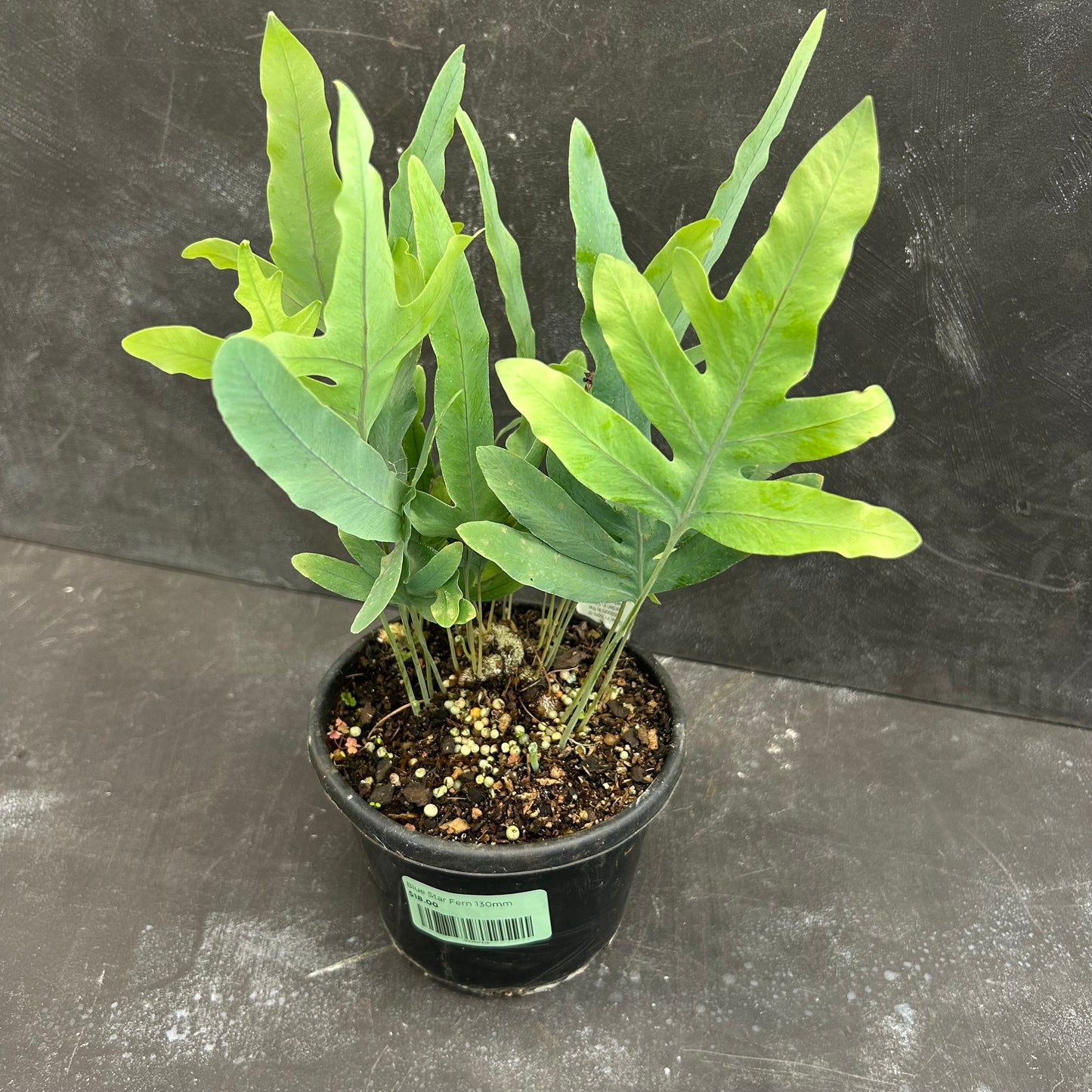 Blue Star Fern 130mm